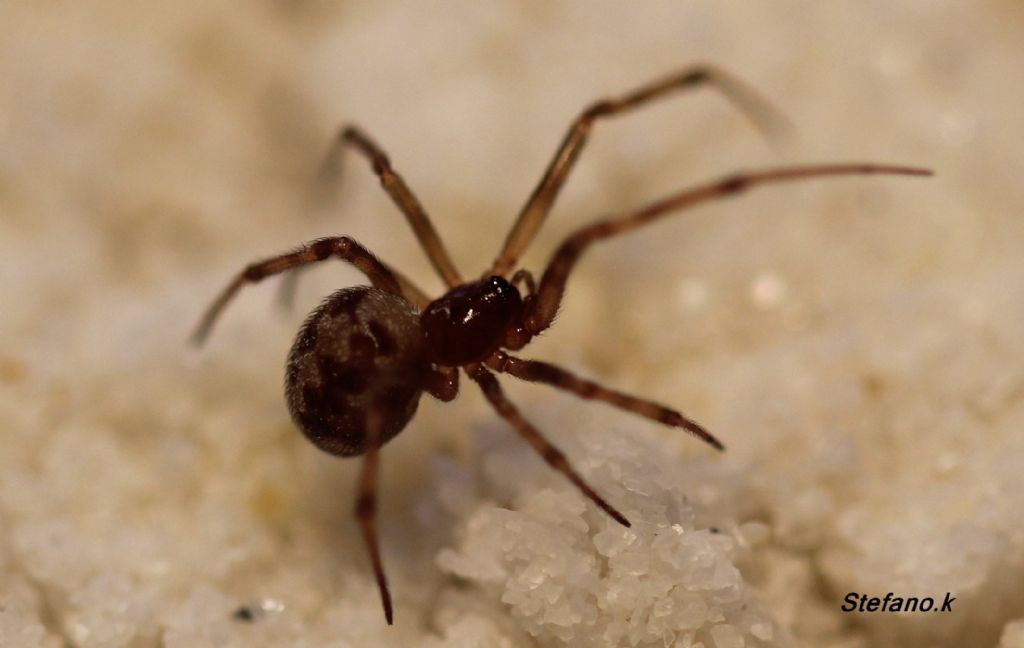 Steatoda triangulosa - Trieste